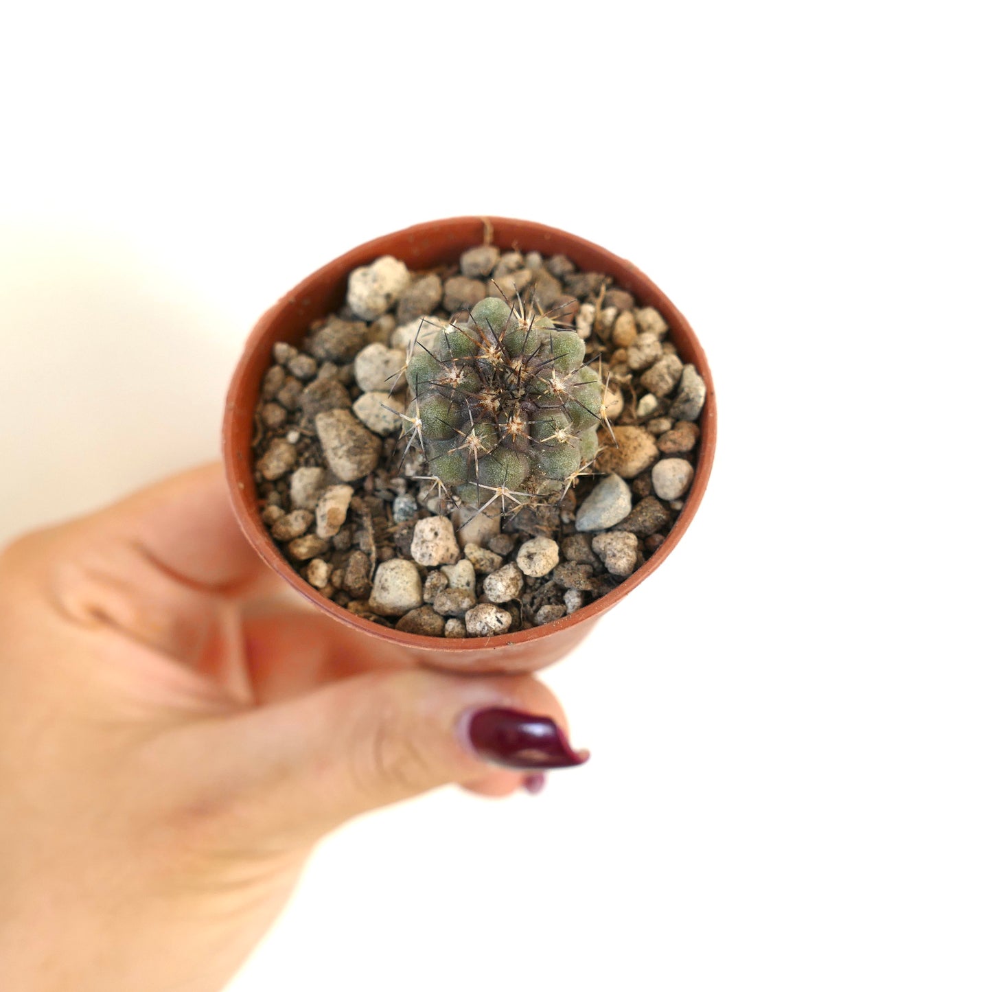 Pequeno cacto suculento redondo Copiapoa humilis X atacamensis com espinhos escuros em vaso