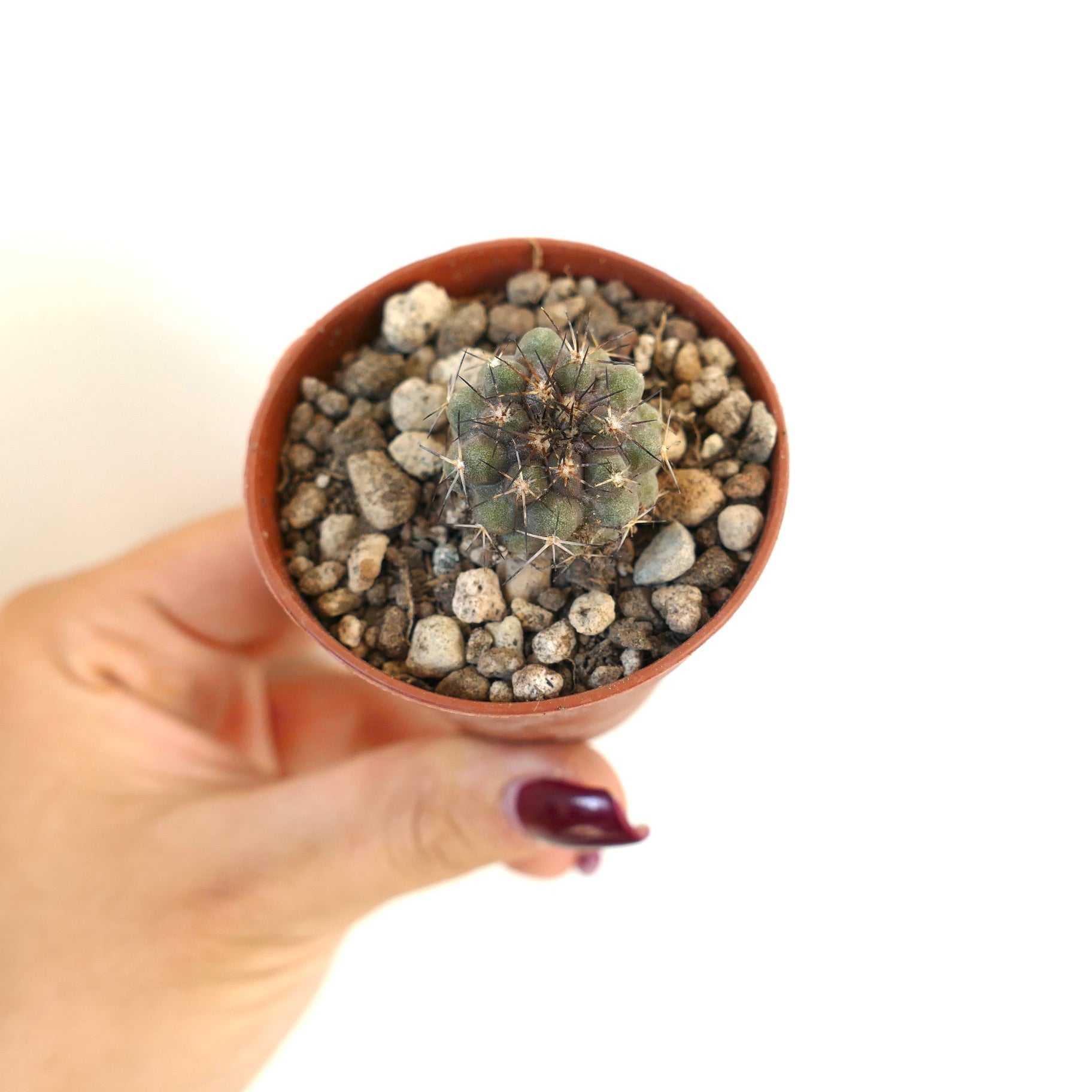 Pequeno cacto suculento redondo Copiapoa humilis X atacamensis com espinhos escuros em vaso