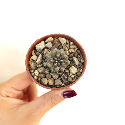 Copiapoa humilis X desertorum small succulent cactus with rounded ribs and short spines in pot