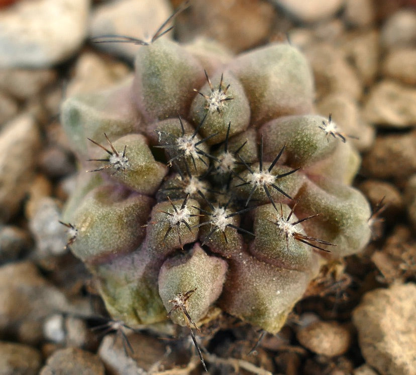 Copiapoa humilis X desertorum small succulent cactus with dark spines and rounded tubercles
