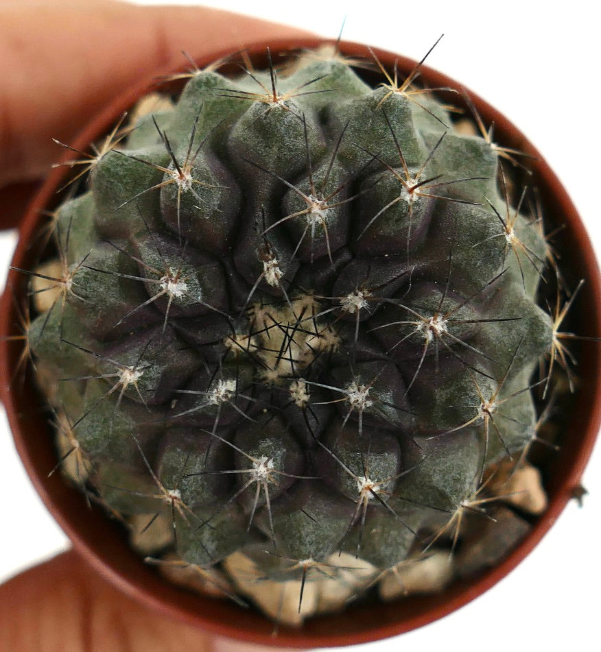 Copiapoa humilis X dura seltener Sukkulenten-Kaktus mit dunklen Stacheln und strukturiertem grünem Körper