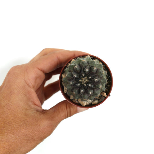 Rare Copiapoa humilis X dura succulent cactus with dark spines and textured ribs