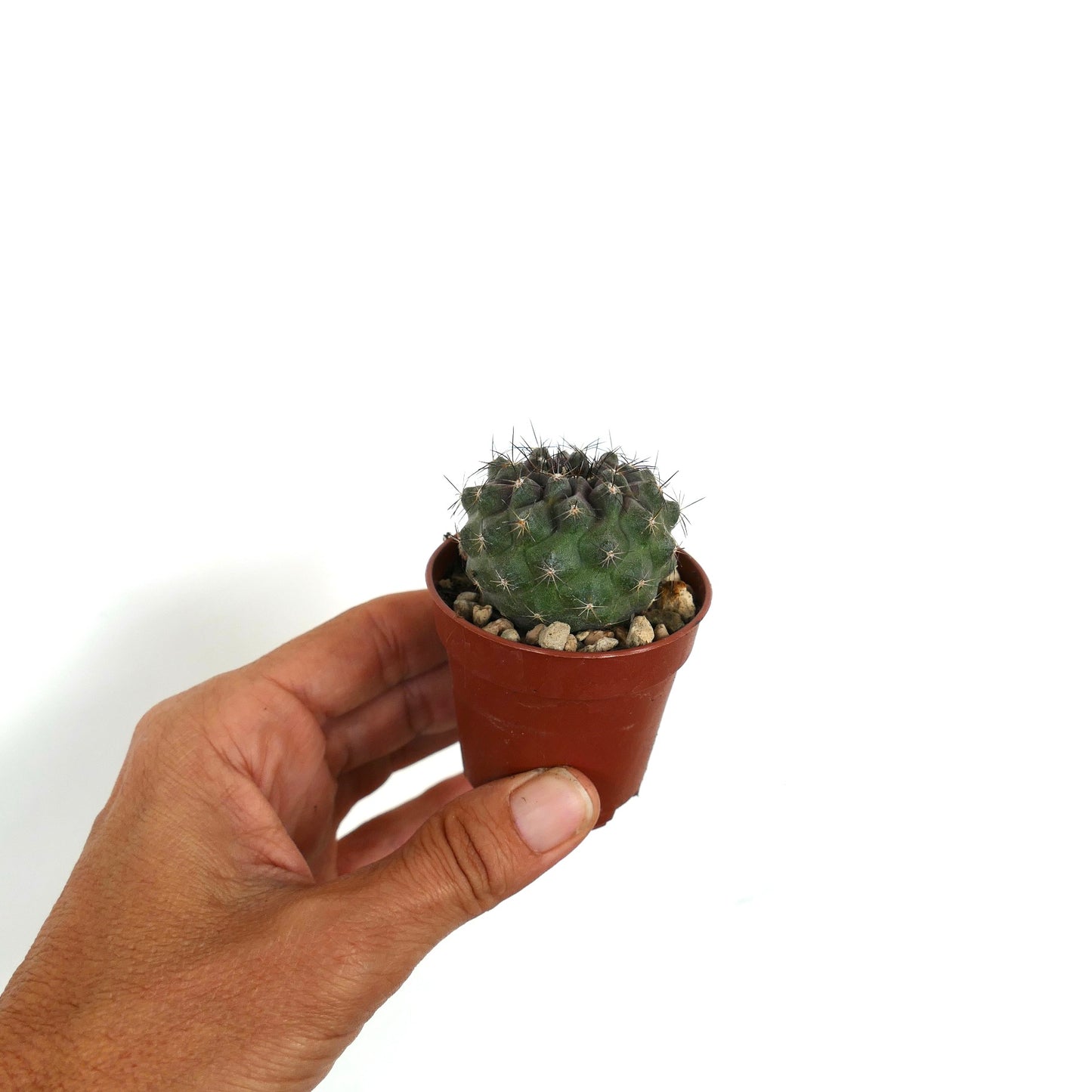 Seltene sukkulente Kaktus Copiapoa humilis X dura mit dunkelgrünen dornigen Rippen Nahaufnahme