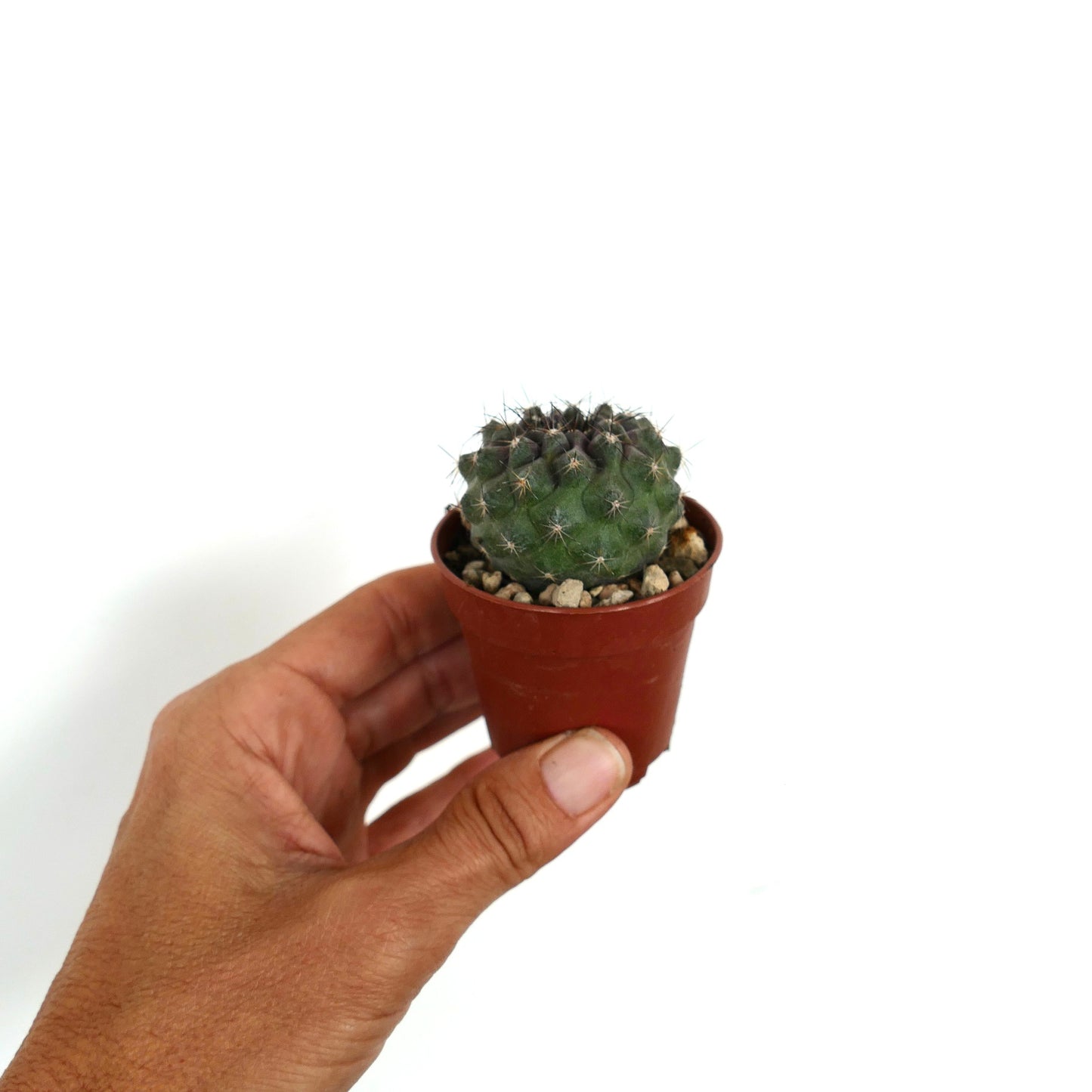 Copiapoa humilis X dura seltener Sukkulenten-Kaktus mit dunkelgrünen Dornen und geripptem Körper