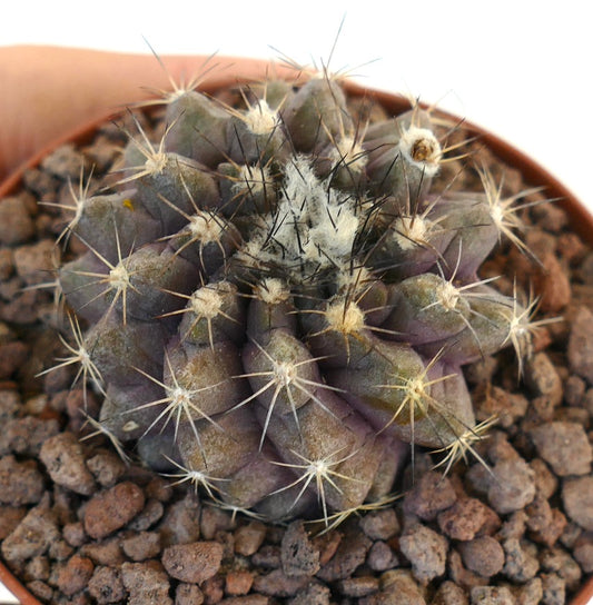 Copiapoa humilis X fiedleriana seltener Sukkulenten-Kaktus mit dichten Stacheln und purpur-grünem Körper