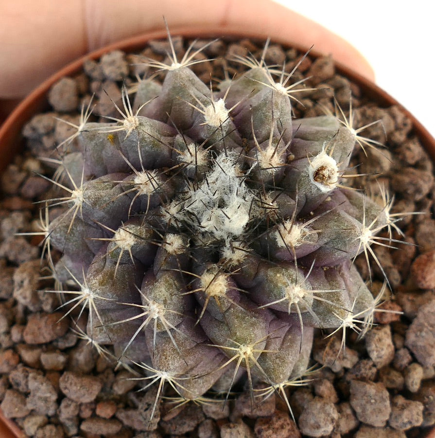 Copiapoa humilis X fiedleriana sjelden saftig kaktus med tett hvitt ull og lange torner