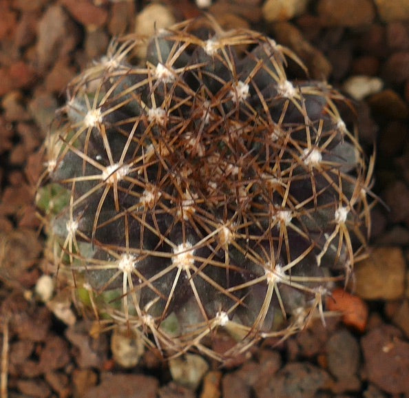 Copiapoa humilis X goldii