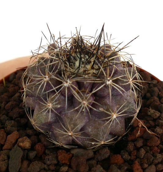 Copiapoa humilis X serpentisulcata seltener lila Sukkulenten-Kaktus mit langen dunklen Stacheln und radialen weißen Stacheln