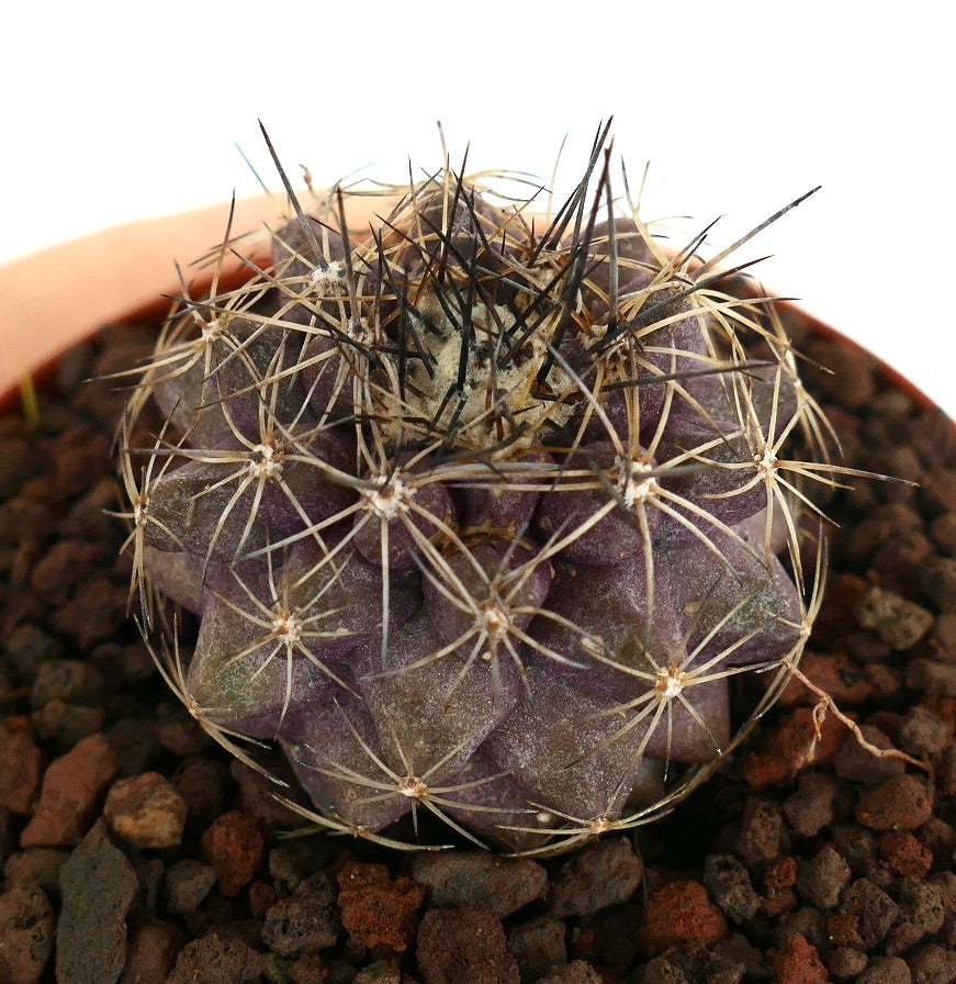 Copiapoa humilis X serpentisulcata sjelden lilla saftig kaktus med lange mørke torner
