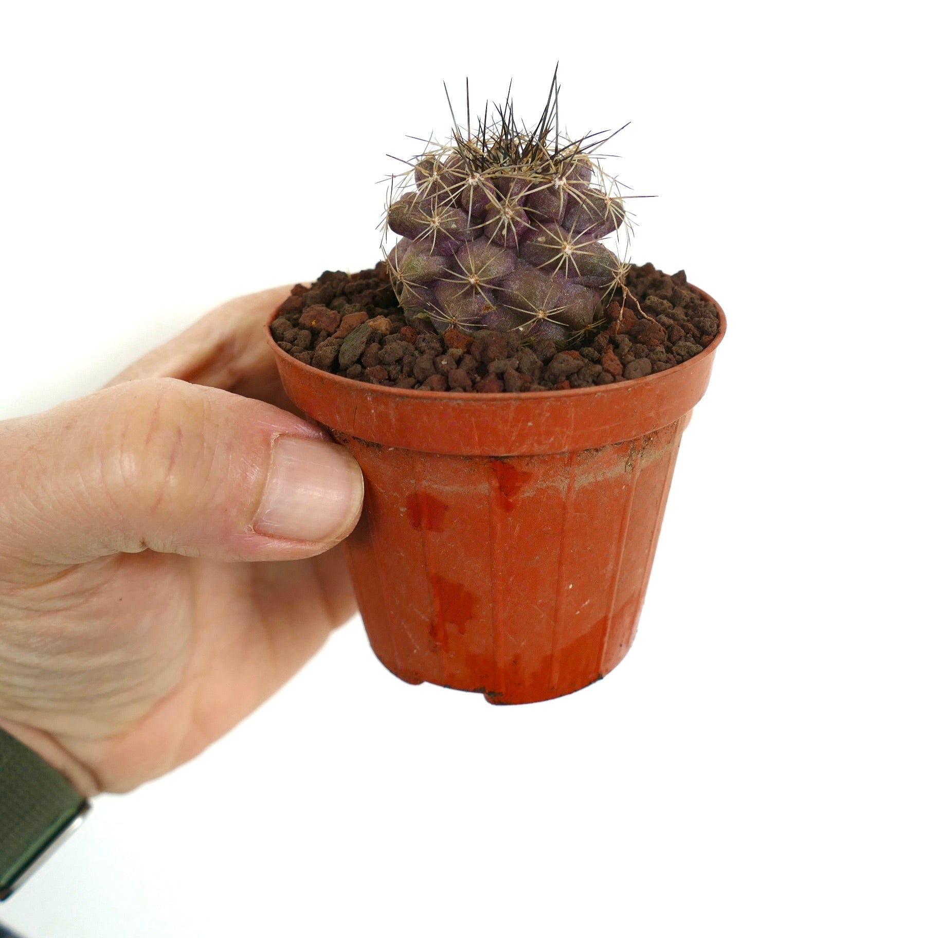 Copiapoa humilis X serpentisulcata liten lilla kaktus med skarpe torner i terrakottapotte