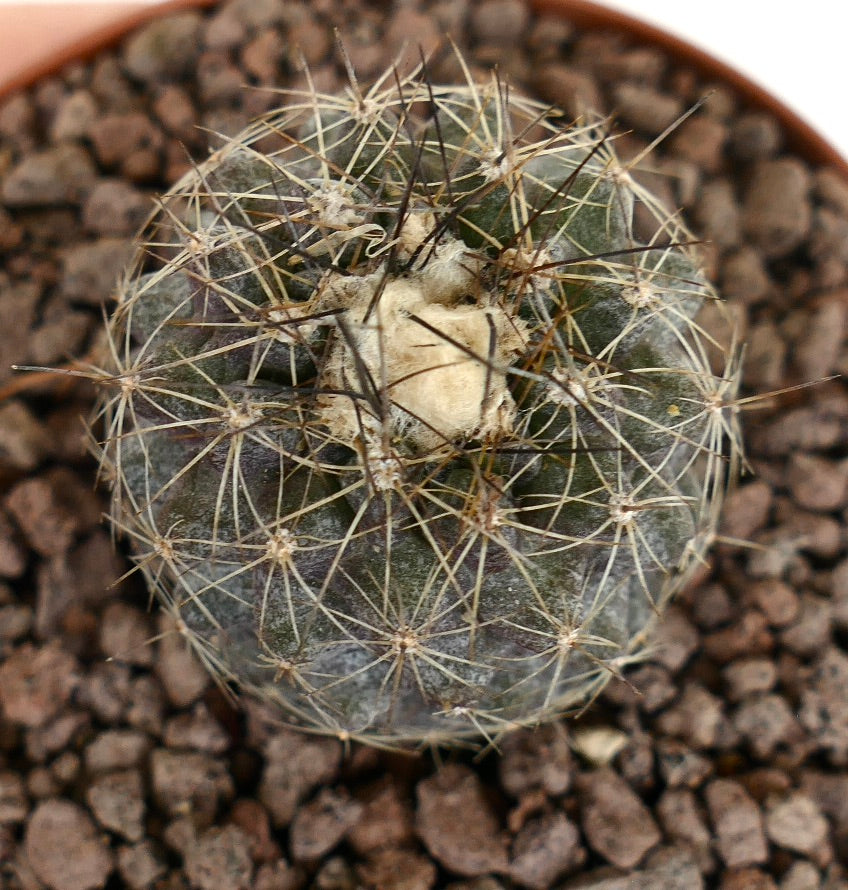Kleine runde Copiapoa humilis X tenuissima Kaktee mit dichten langen Stacheln und wolligem Zentrum