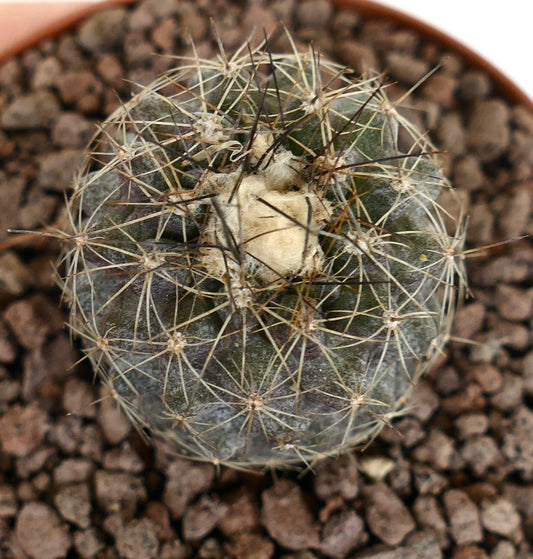 Kleine runde Copiapoa humilis X tenuissima Kaktee mit dichten langen Stacheln und wolligem Zentrum