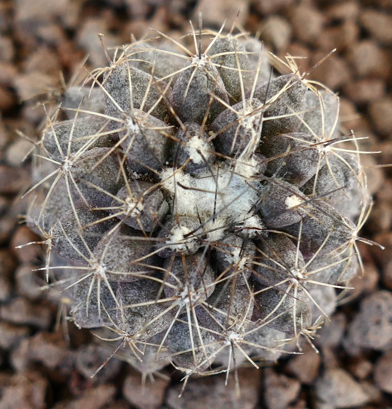 Copiapoa humilis small round succulent cactus with dense spines and grayish texture
