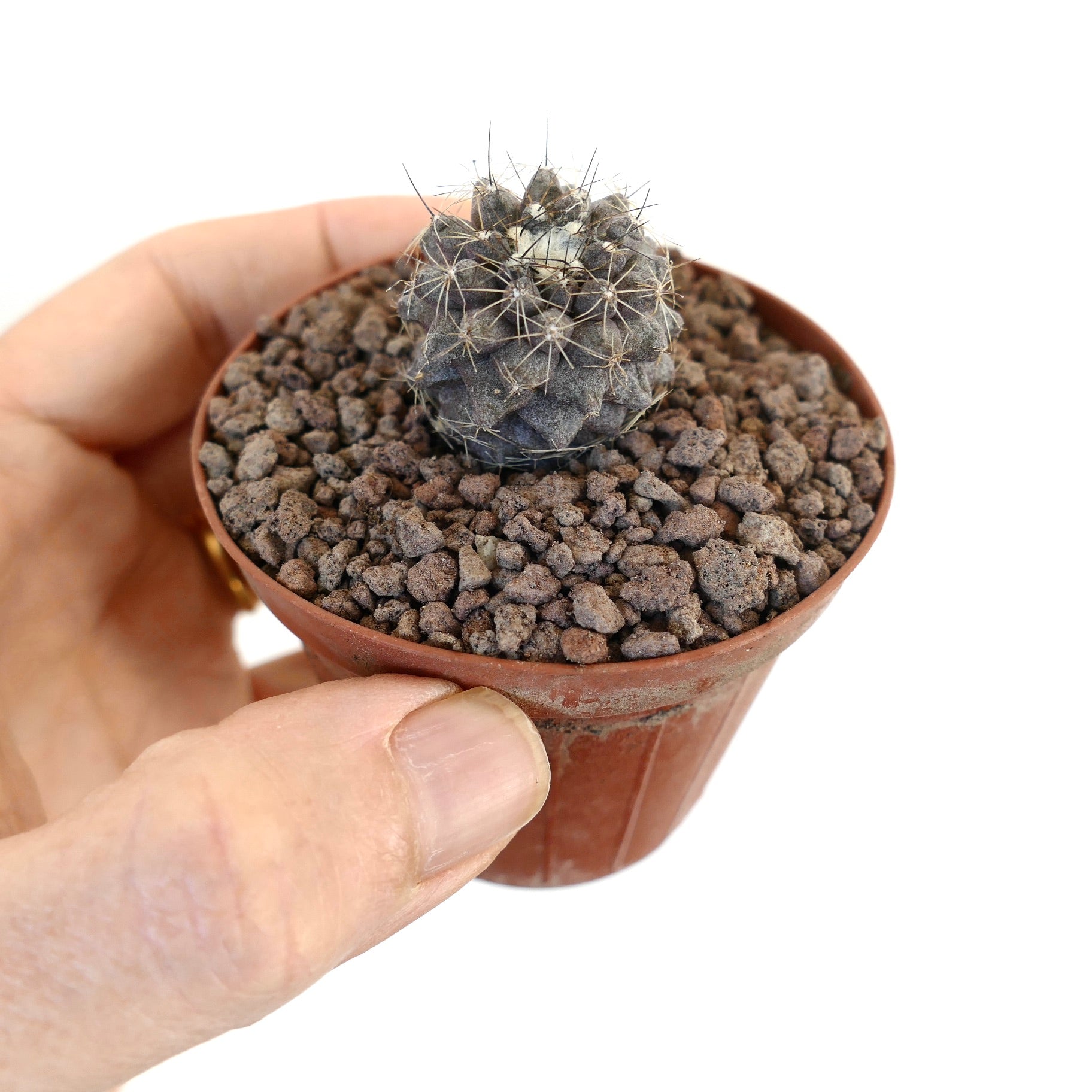 Copiapoa humilis small dark gray cactus with thin spines in a small pot