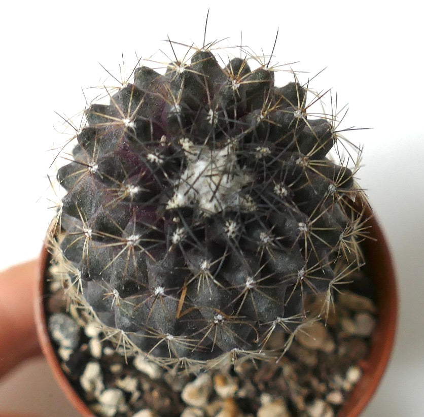 Copiapoa humilis dark succulent cactus with dense spines and textured body in pot