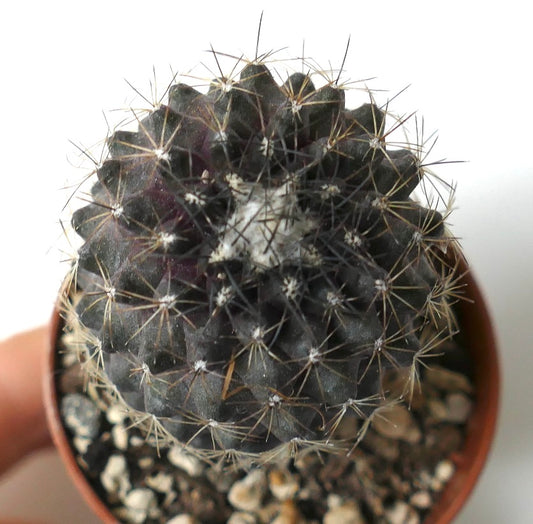 Copiapoa humilis dark succulent cactus with dense spines and textured body in pot