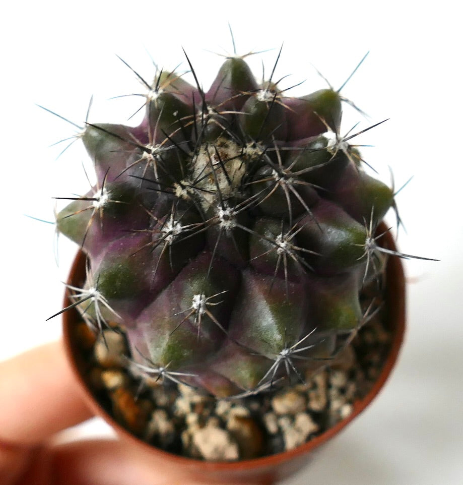 Copiapoa humilis Sukkulente mit dunkelviolett-grünem Körper und scharfen Stacheln in kleinem Topf