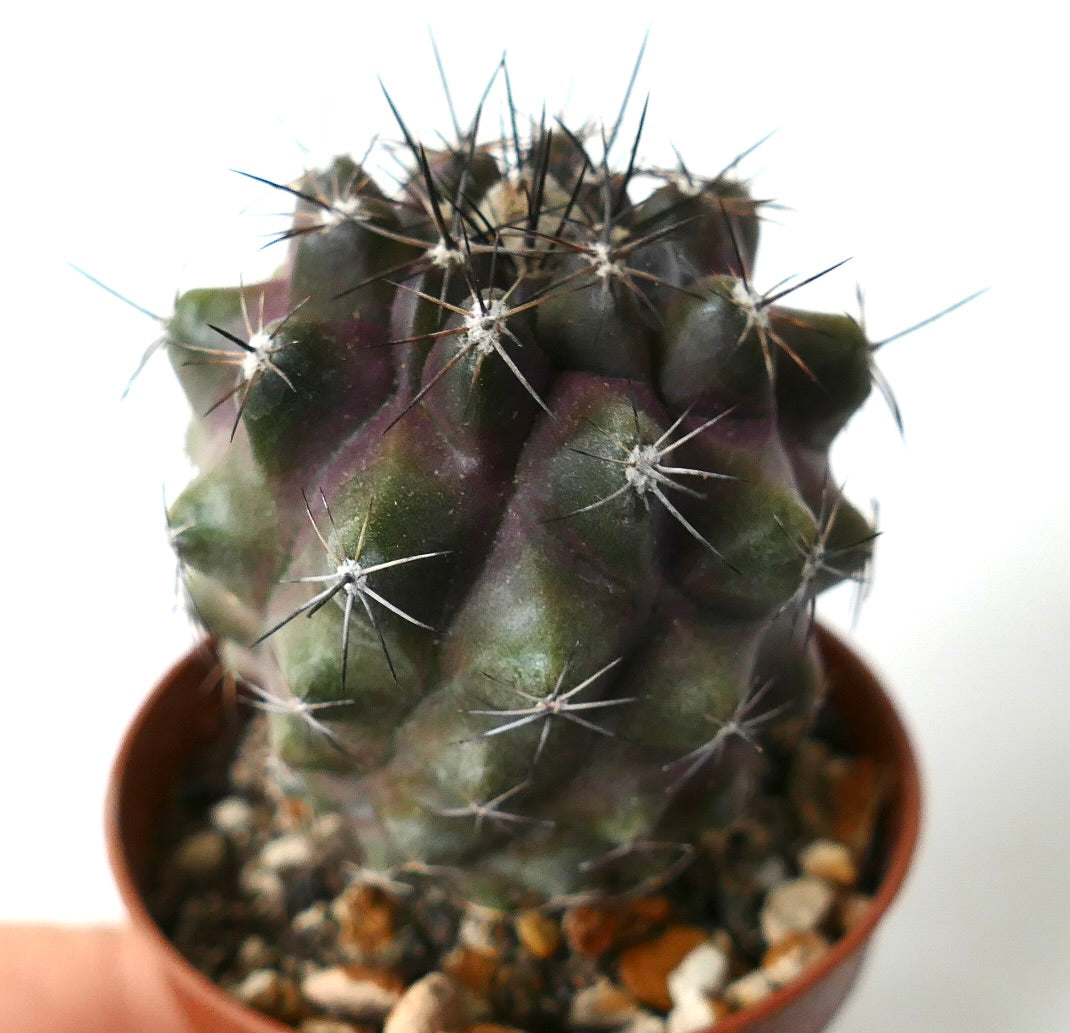 Copiapoa humilis dunkelgrüner Sukkulenten-Kaktus mit markanten scharfen Stacheln im kleinen Topf