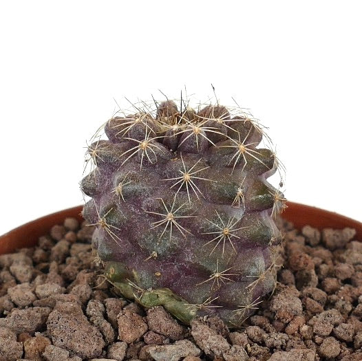 Copiapoa humilis rare purple succulent cactus with radial spines in rocky soil