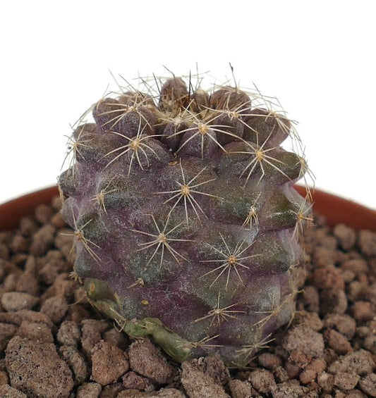 Copiapoa humilis small purple succulent cactus with radial spines and ribbed body