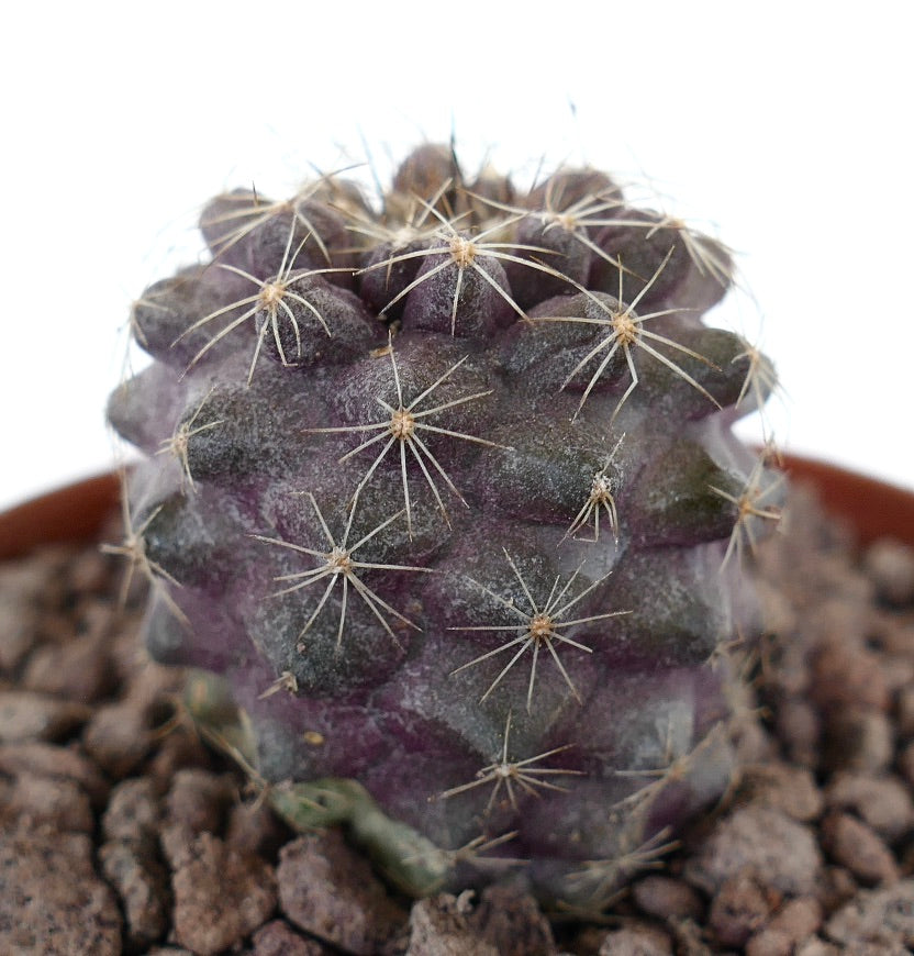 Copiapoa humilis rare succulent cactus with purple tones and fine spines in potting soil