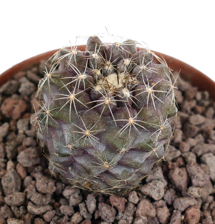 Copiapoa humilis small rare succulent cactus with purple-green body and fine spines in pot