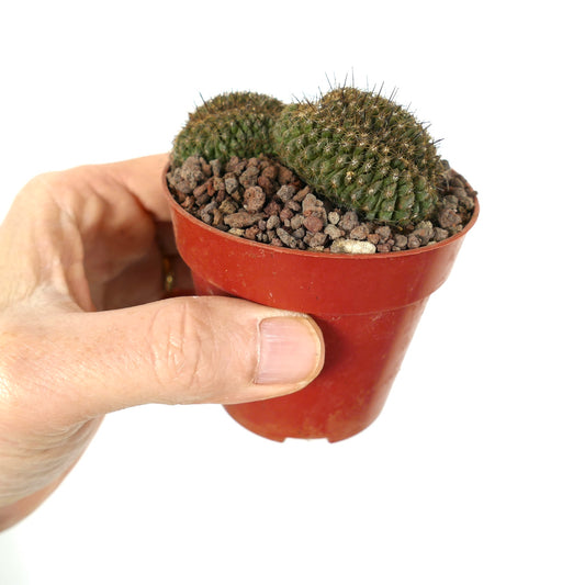Copiapoa humilis succulent cactus with dense spines and crested growth in small pot