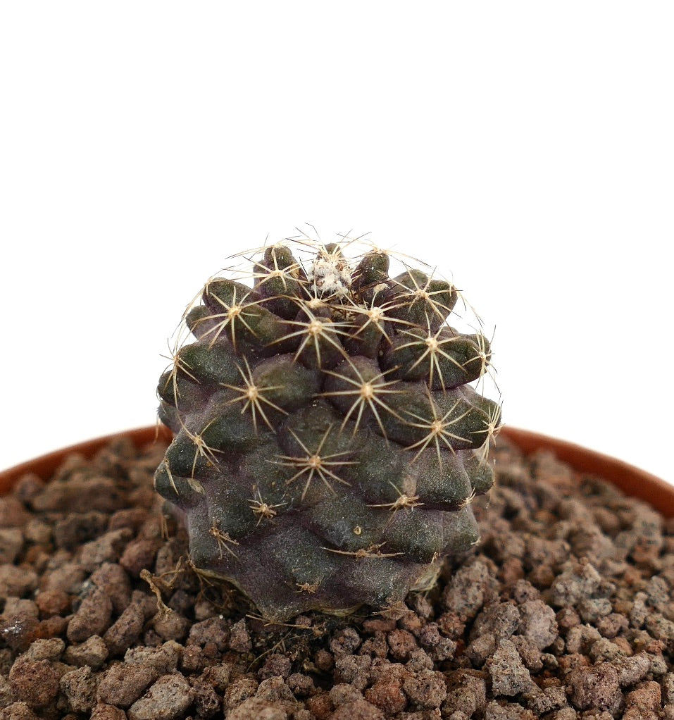 Copiapoa humilis liten mørkegrønn kaktus med radiale pigger og teksturert overflate i potte