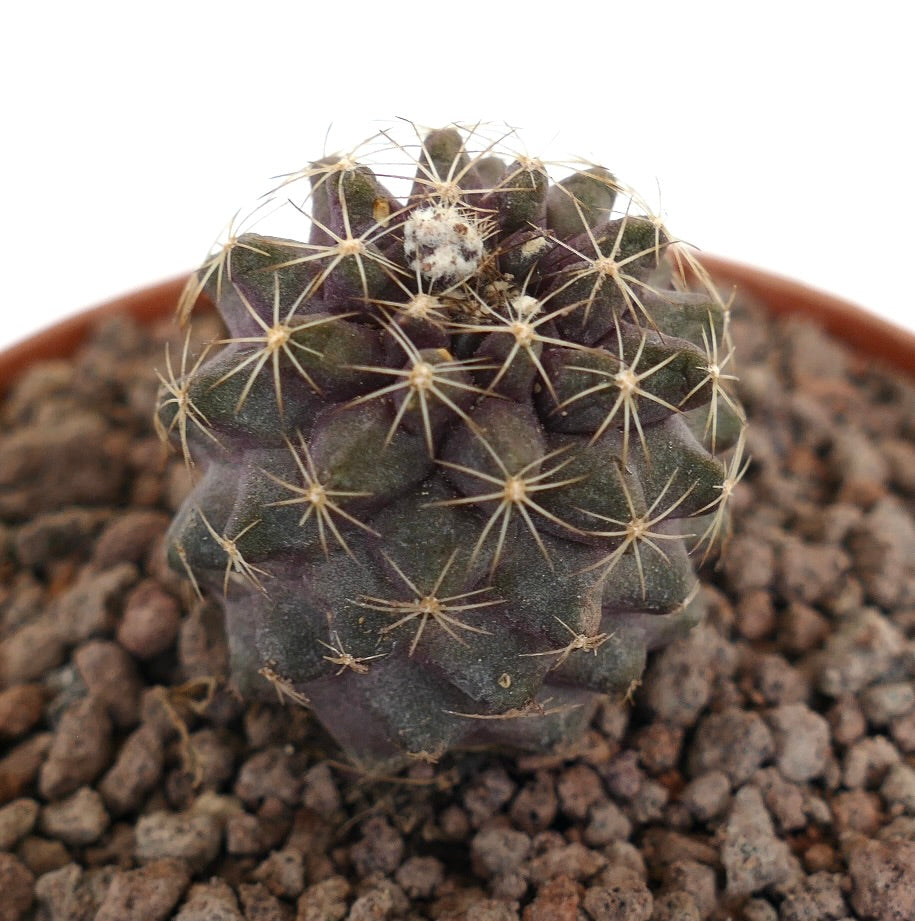 Copiapoa humilis sjelden mørk lilla kaktus med lange gule torner og teksturert overflate