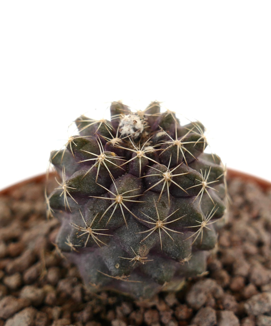 Copiapoa humilis mørkegrønn saftig kaktus med radialtorner og teksturert overflate