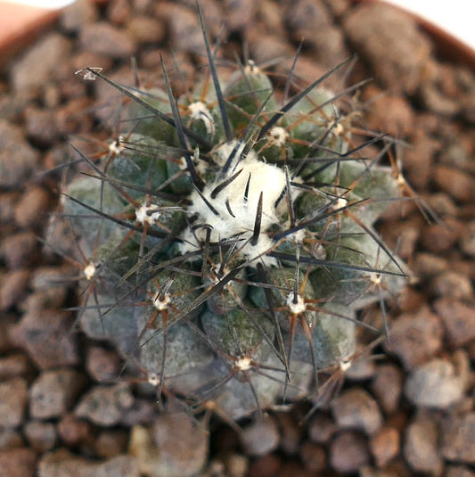 Copiapoa humilis x Copiapoa atacamensis dunkler Sukkulenten-Kaktus mit dichten schwarzen Stacheln und wolligem Zentrum