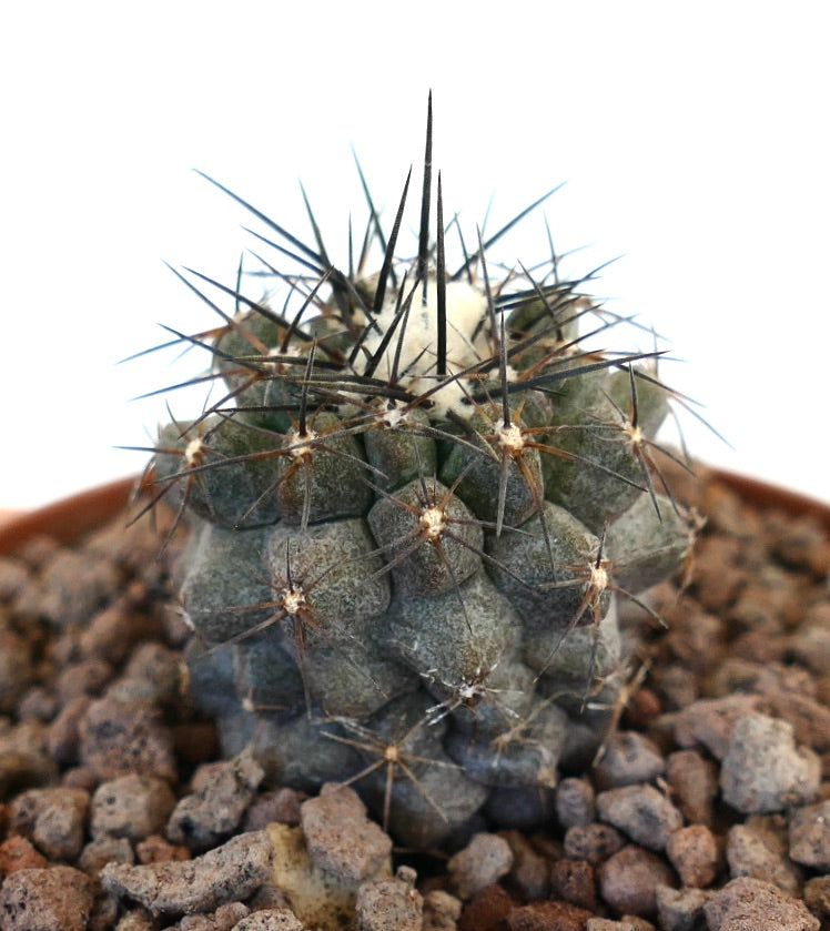 Copiapoa humilis x Copiapoa atacamensis Sukkulente Kaktee mit dichten schwarzen Stacheln und strukturiertem grau-grünem Körper