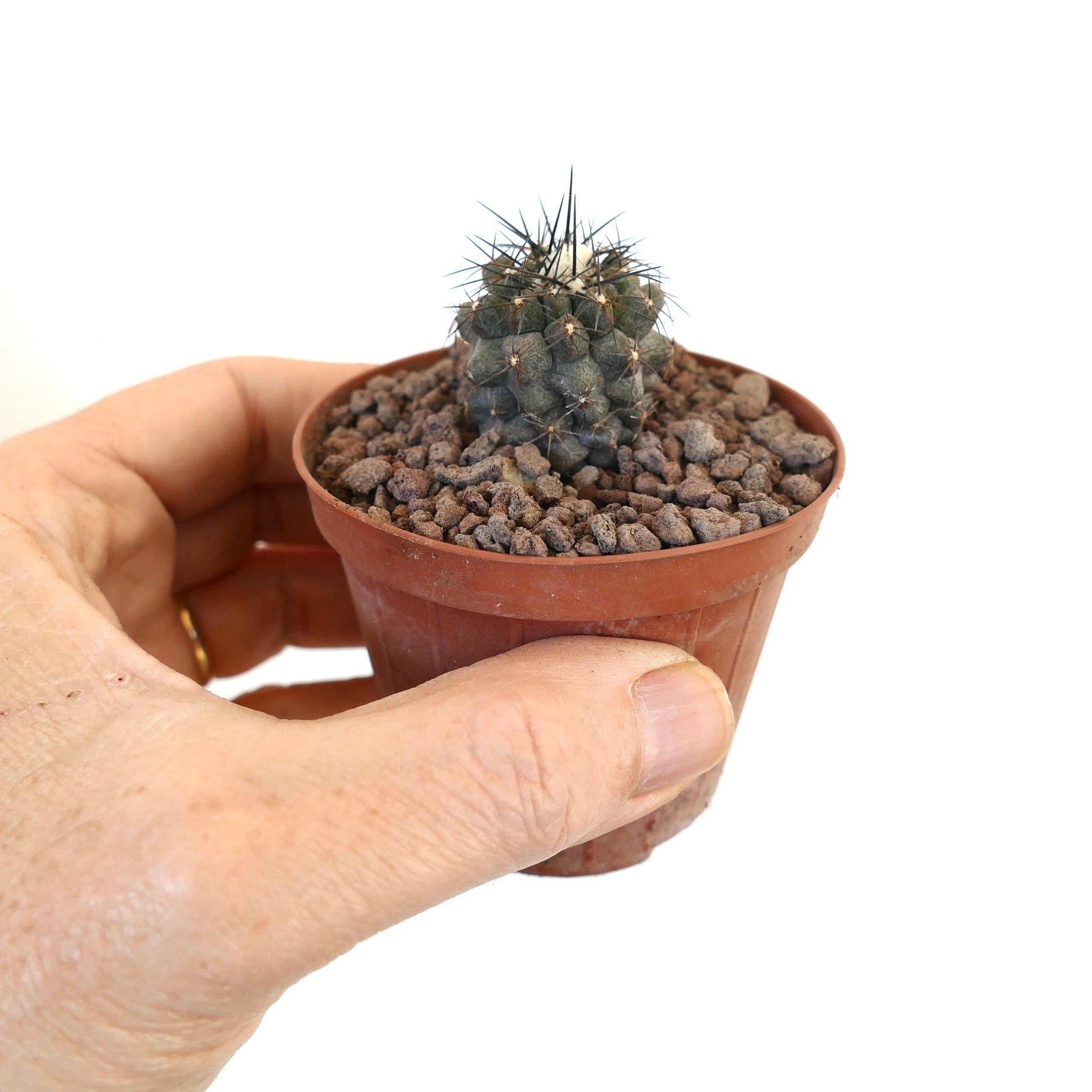 Kleiner, dunkler Sukkulenten-Kaktus Copiapoa humilis x Copiapoa atacamensis mit spitzen Stacheln im Topf