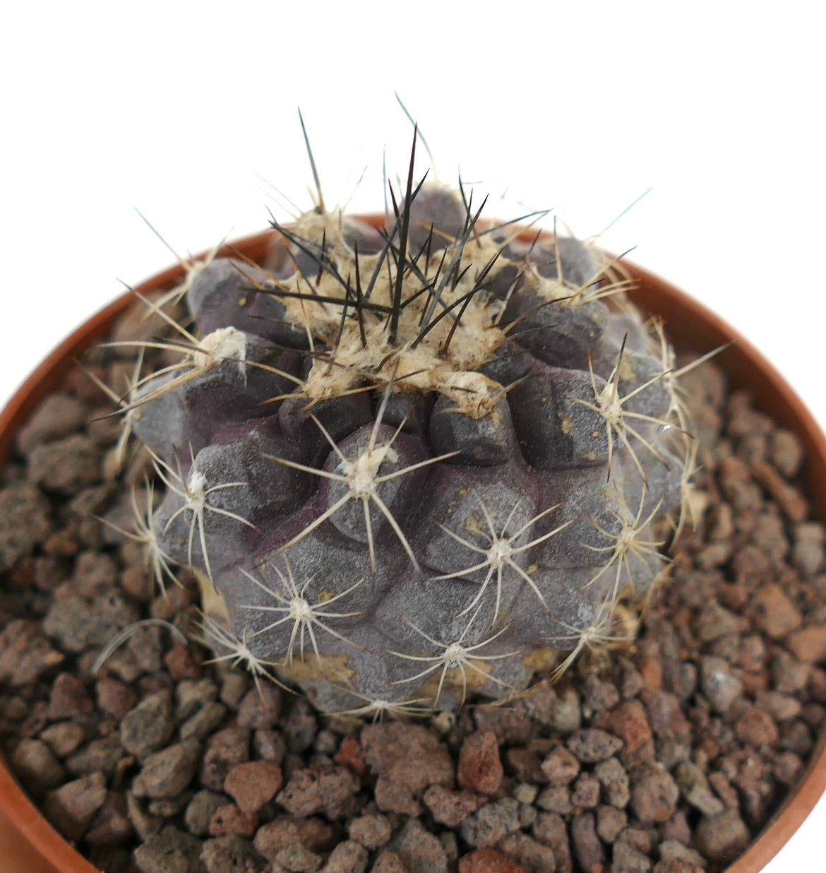 Copiapoa humilis x atacamensis seltener sukkulenter Kaktus mit dunkelviolettem Körper und scharfen Stacheln im Topf