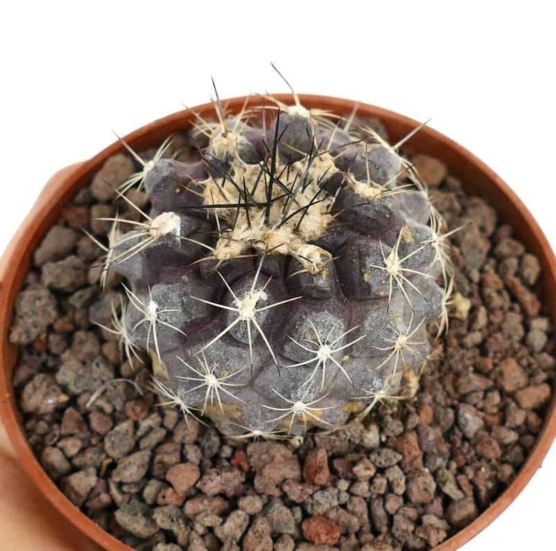 Copiapoa humilis x atacamensis seltener lila Kaktus mit langen schwarzen und weißen Dornen im Topf
