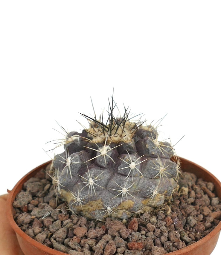 Copiapoa humilis x atacamensis seltener dunkelvioletter Sukkulenten-Kaktus mit langen Dornen im Topf