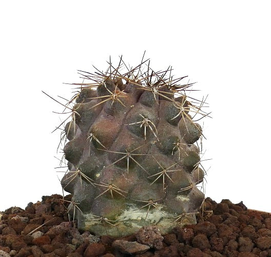 Copiapoa humilis x atacamensis sjelden kaktus med korte torner og avrundede knuter på jord