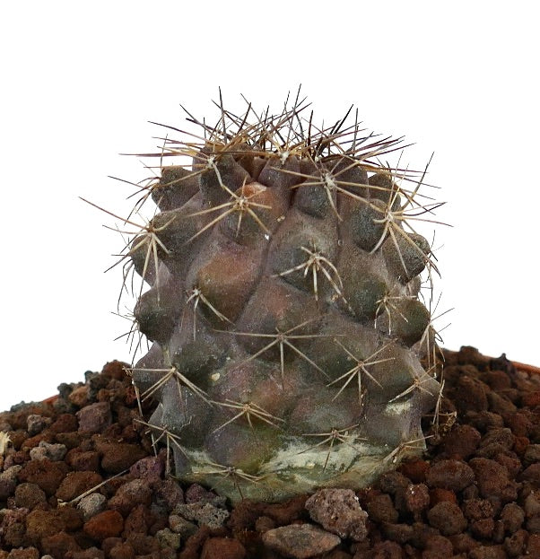 Copiapoa humilis x atacamensis liten saftig kaktus med korte pigger og avrundede knoller