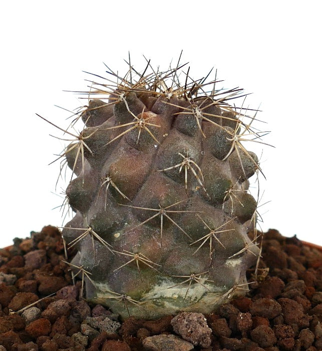 Copiapoa humilis x atacamensis sjelden kaktus med korte pigger og teksturert mørkegrønn stilk