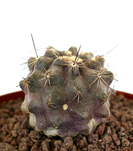 Copiapoa humilis x cinerea liten sjelden kaktus med lilla-grå kropp og skarpe pigger