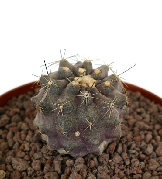 Copiapoa humilis x cinerea liten sjelden kaktus med grålig lilla kropp og lange torner i potte