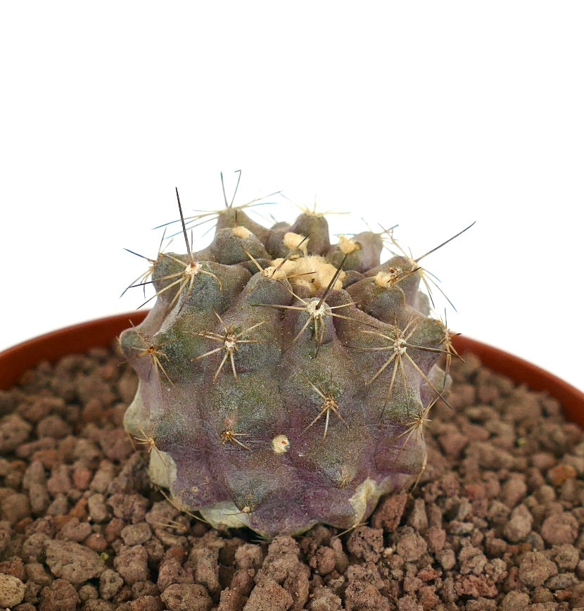 코피아포아 휴밀리스 x 시네레아 작은 다육 식물 선인장, 보라색 빛과 뾰족한 가시가 있는 화분 안