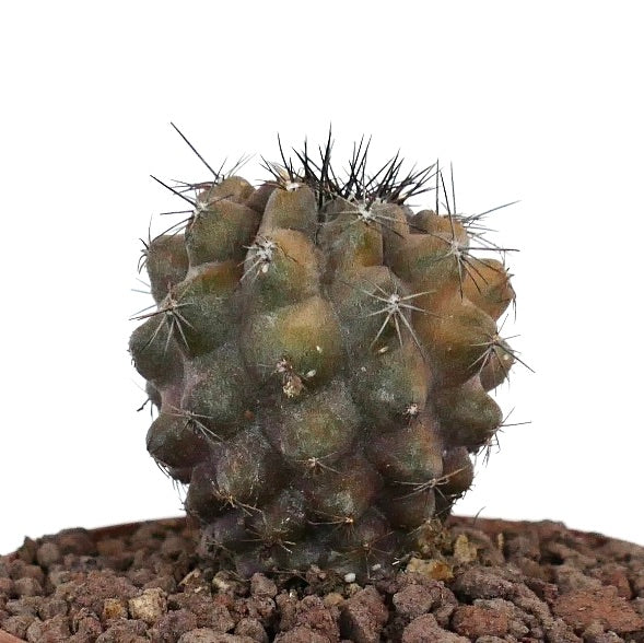 Copiapoa humilis x cinerea rare succulent cactus with dark spines and textured variegated body