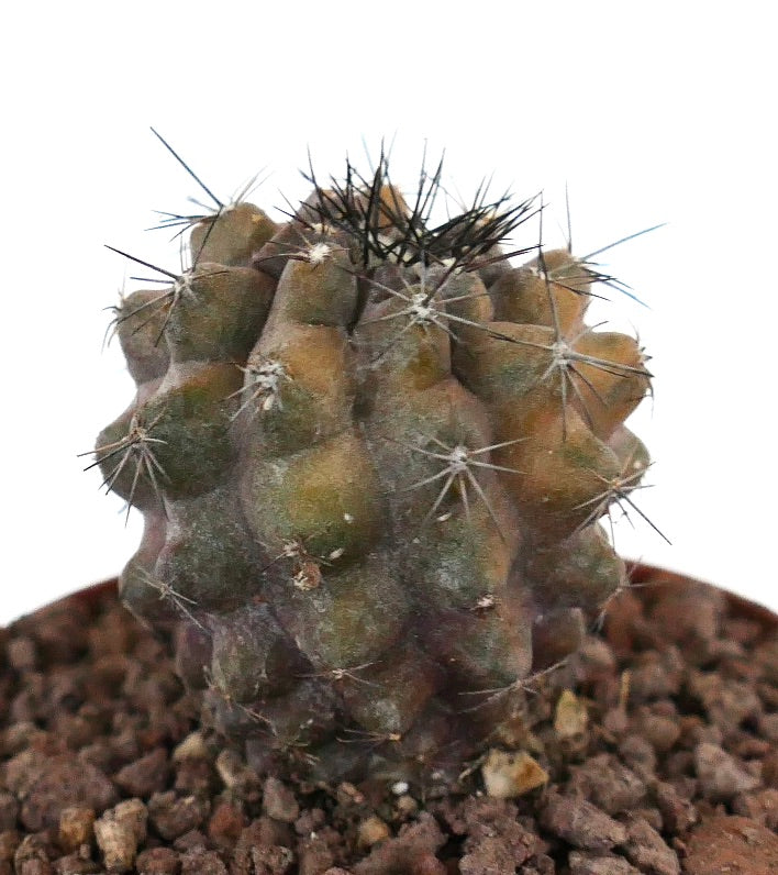 Copiapoa humilis x cinerea succulent cactus with dark spines and textured green-brown body
