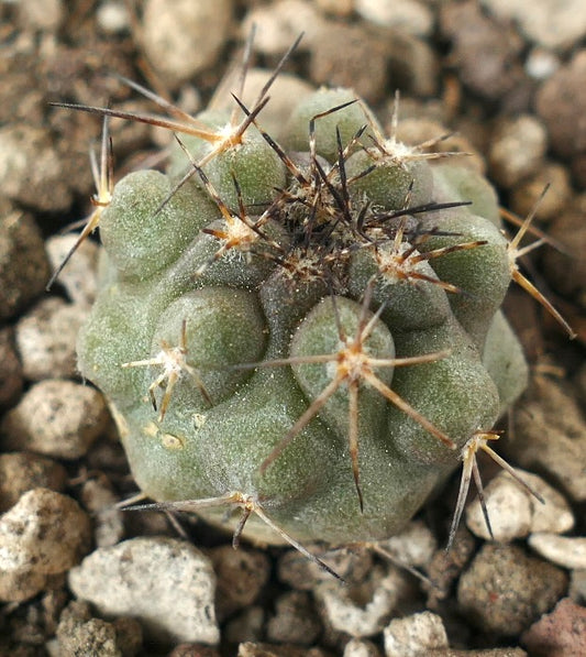 Copiapoa humilis x fiedleriana small green succulent cactus with long sharp spines and textured surface