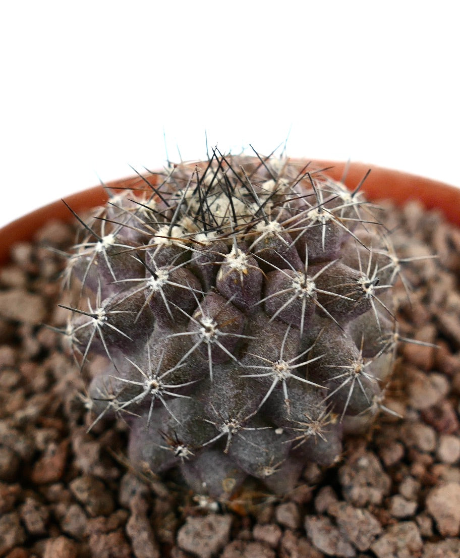 Copiapoa humilis x griesoviolacea sjelden globulær kaktus med mørke pigger og teksturert overflate