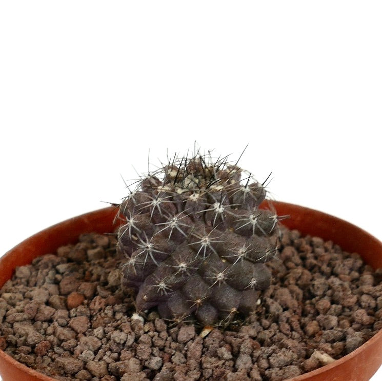 Copiapoa humilis x griesoviolacea liten mørk, kuleformet kaktus med hvite torner i potte