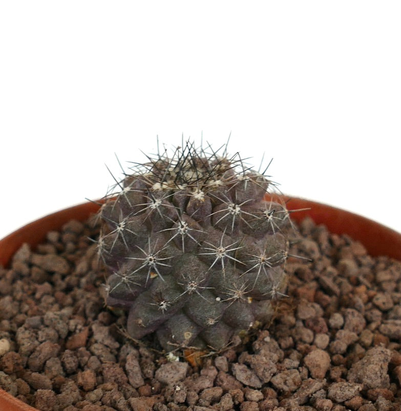 Copiapoa humilis x griesoviolacea liten mørk globulær kaktus med skarpe torner i potte