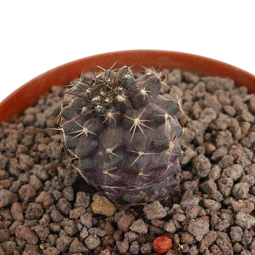 Copiapoa humilis x griesoviolacea liten lilla saftig kaktus med skarpe torner i potte