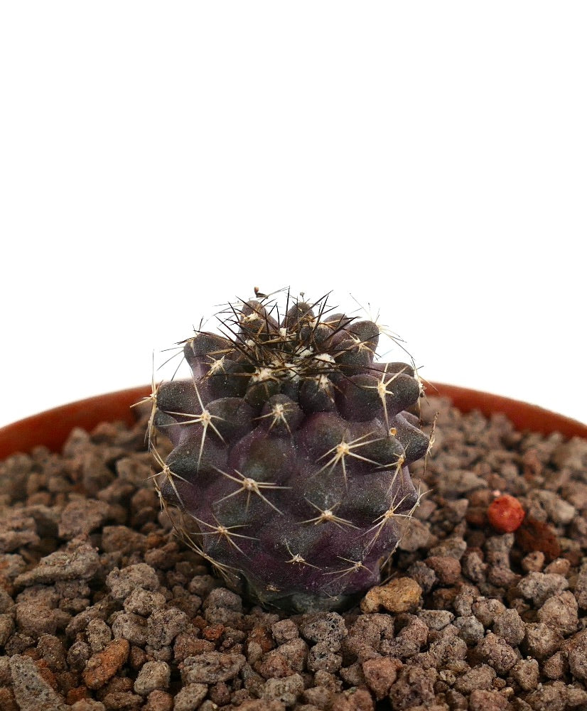 Copiapoa humilis x griesoviolacea mørk lilla sukkulent kaktus med skarpe torner i potte